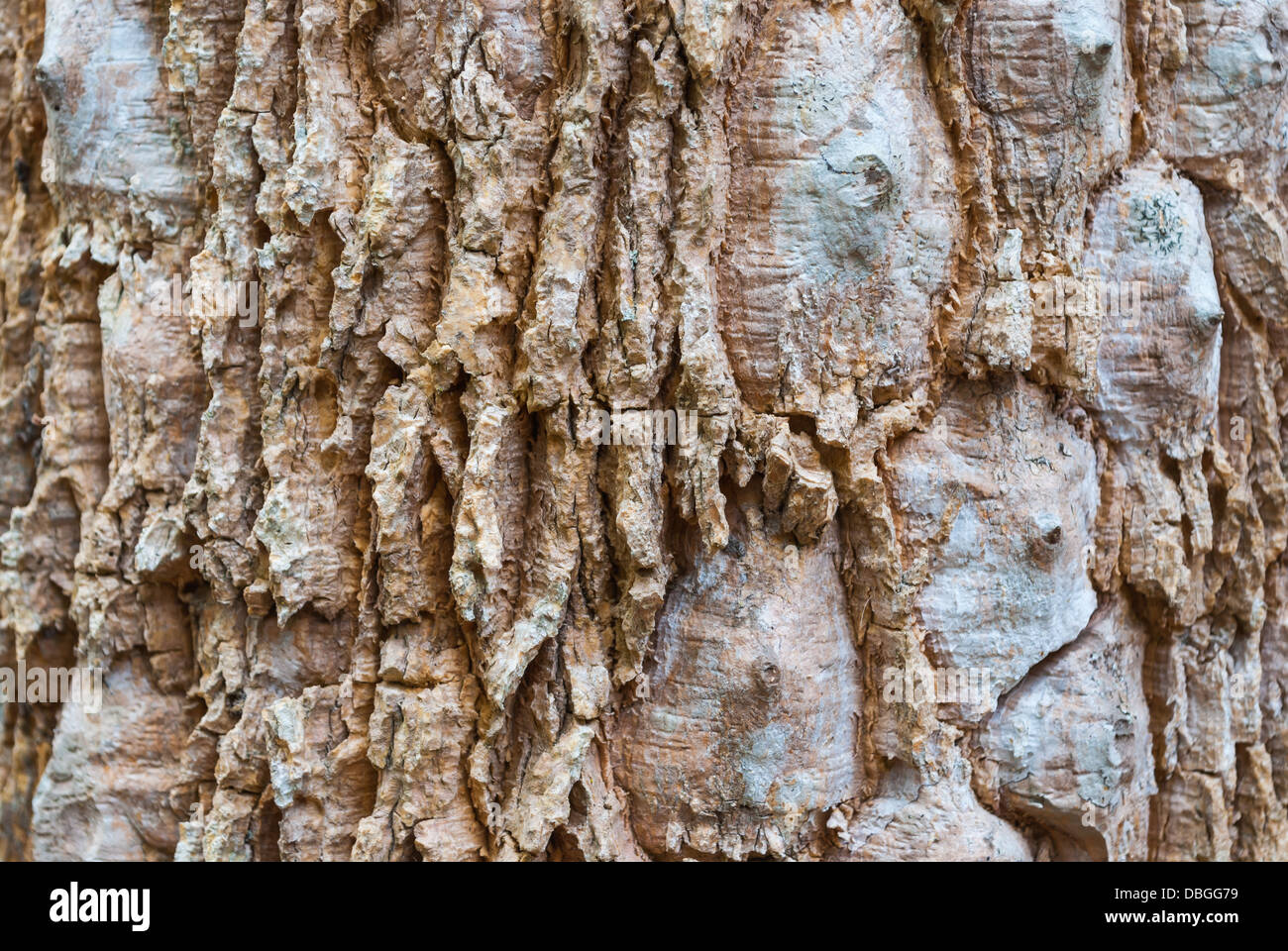 L'écorce de Grand Arbre étrange Texture/ Arrière-plan. Banque D'Images