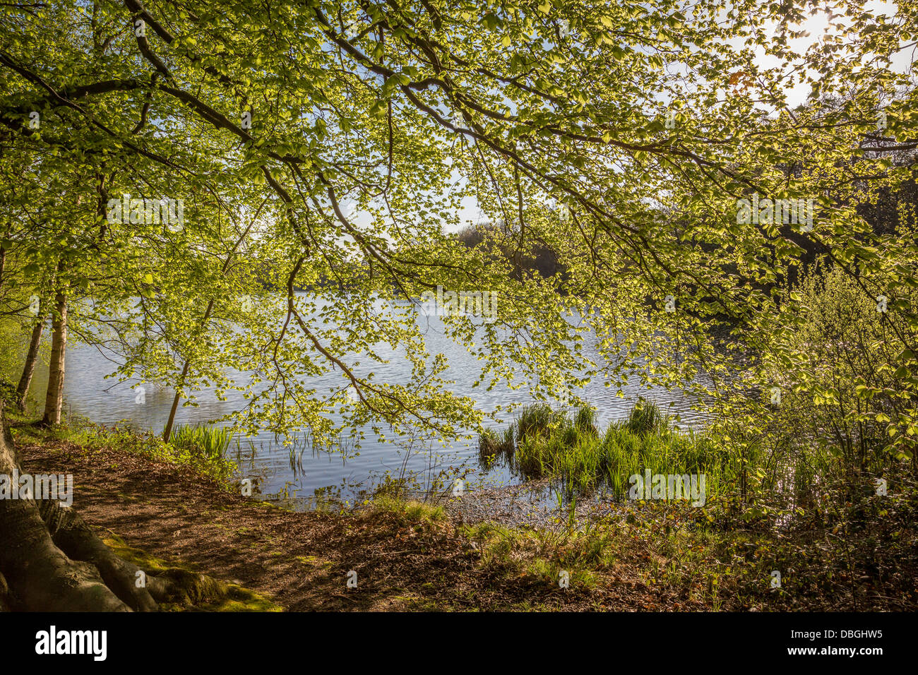Fritton Lake avec des branches d'un arbre en surplomb, Suffolk, UK. Banque D'Images