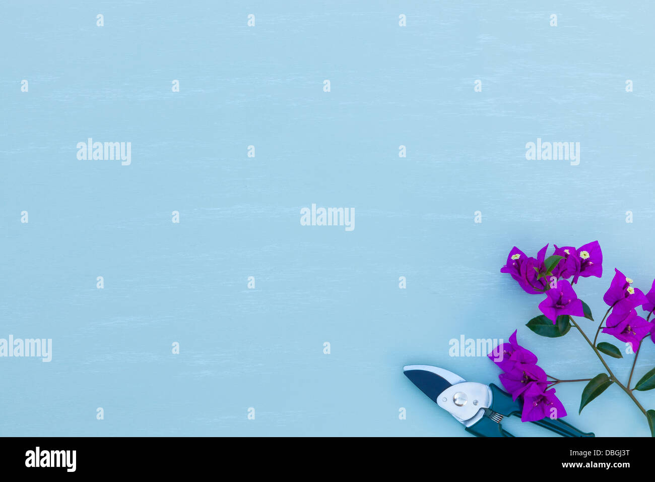 Les cisaillements de bougainvilliers en fleurs Banque D'Images