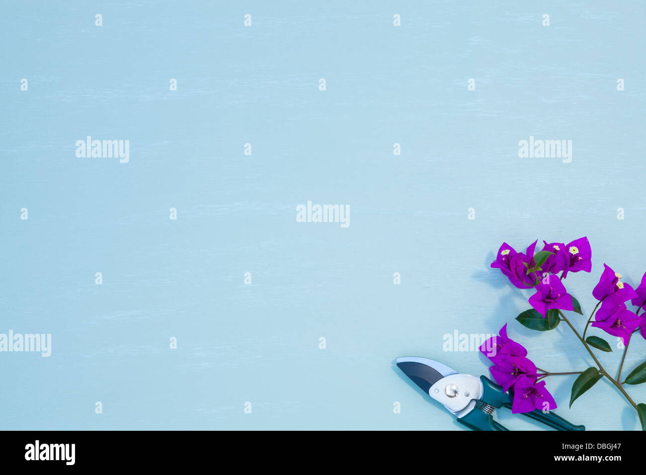 Les cisaillements de bougainvilliers en fleurs Banque D'Images