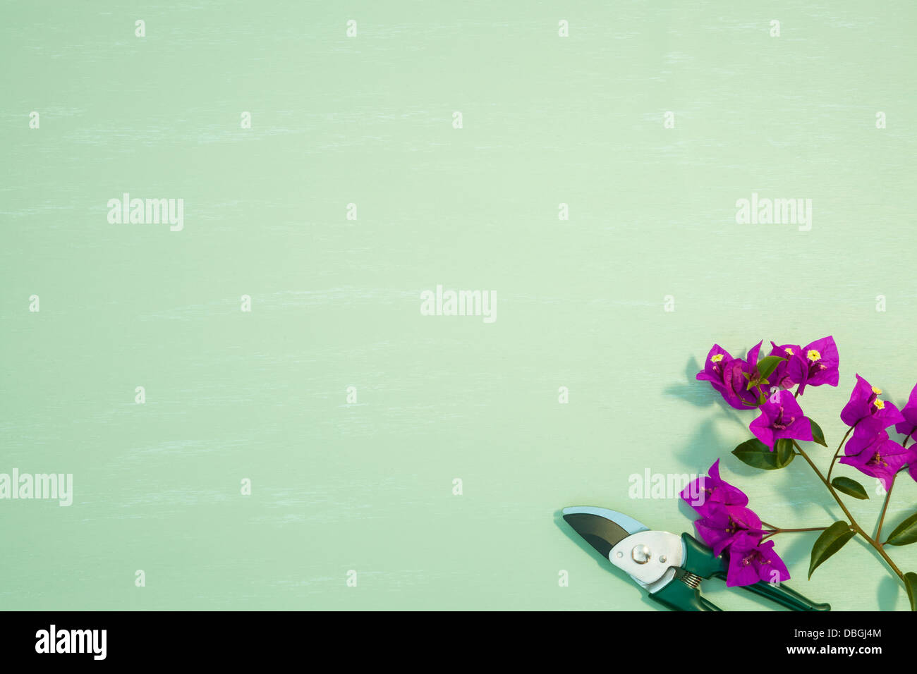 Les cisaillements de bougainvilliers en fleurs Banque D'Images