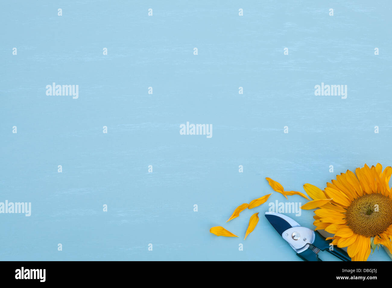 Sécateur avec le tournesol et les pétales Banque D'Images