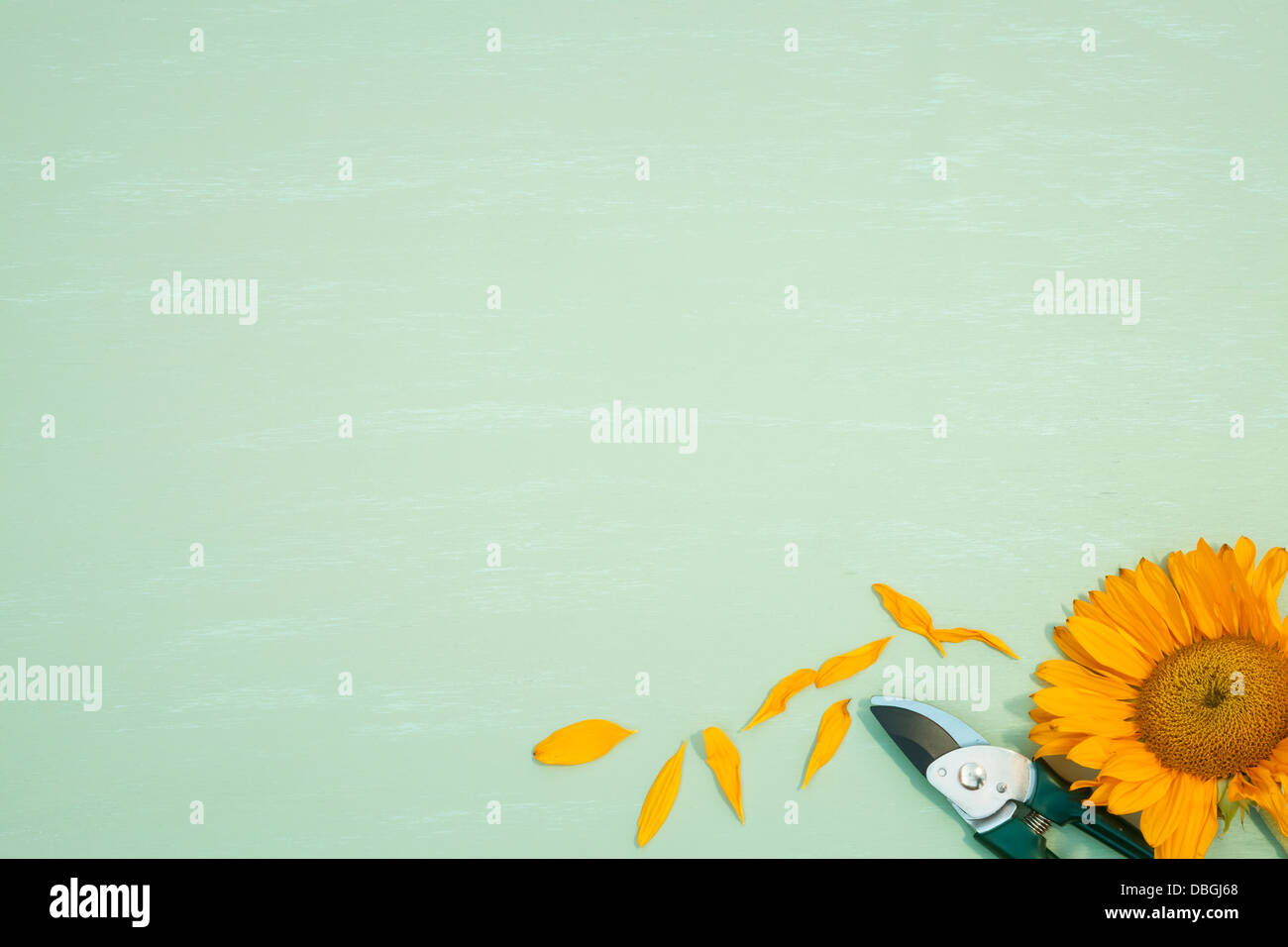 Sécateur avec le tournesol et les pétales Banque D'Images