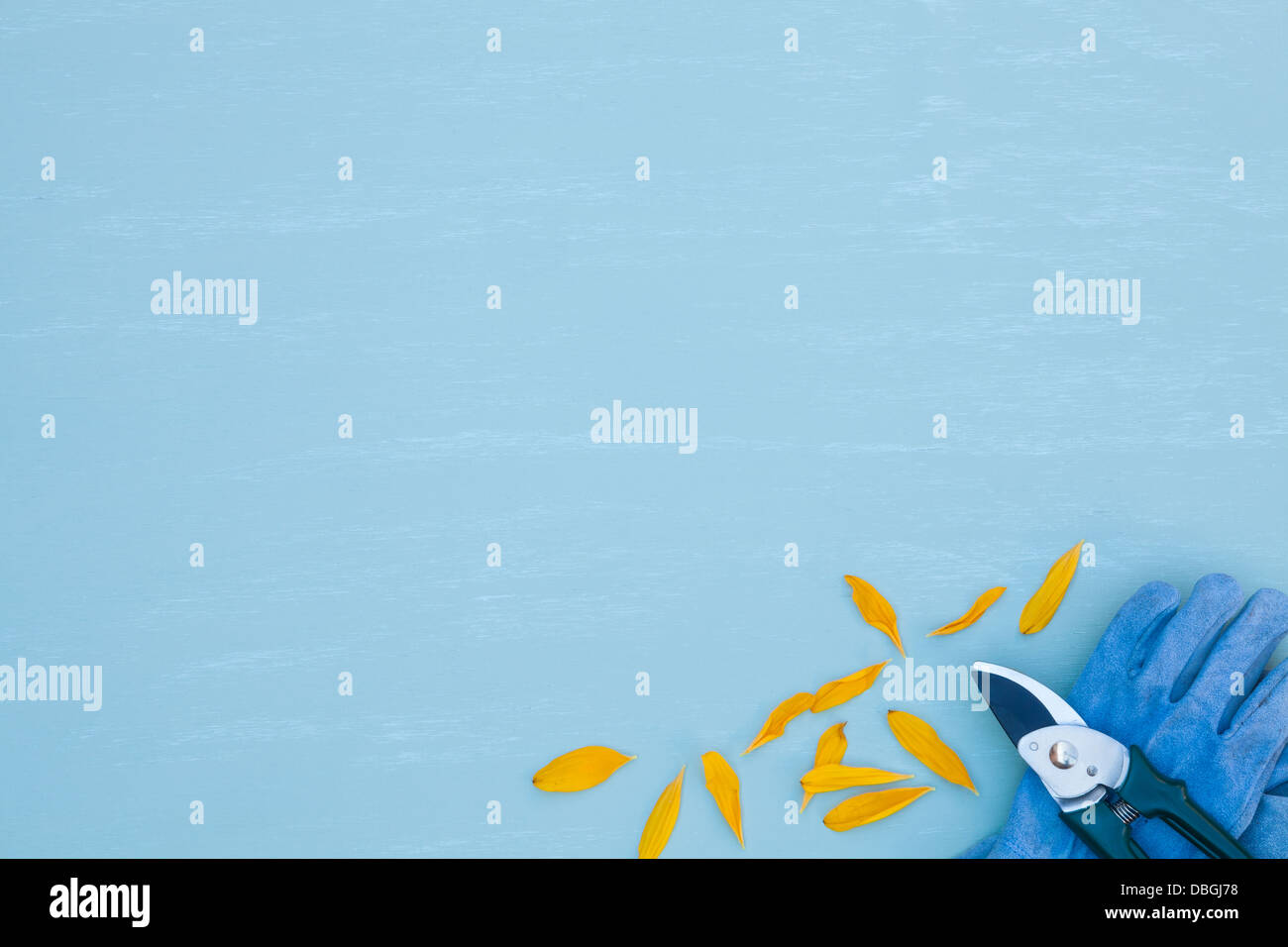 Sécateur avec pétales de tournesol et des gants de jardinage Banque D'Images