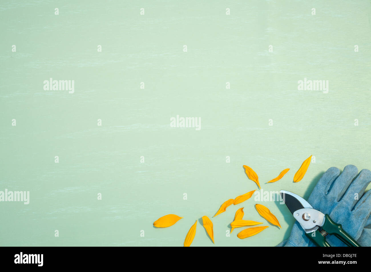 Sécateur avec pétales de tournesol et des gants de jardinage Banque D'Images