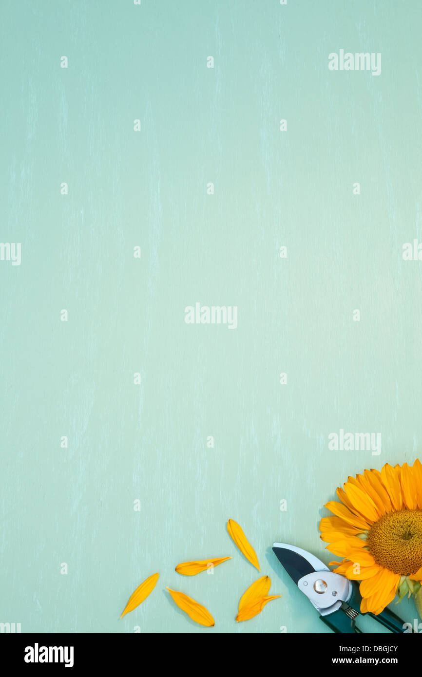 Sécateur avec le tournesol et les pétales Banque D'Images