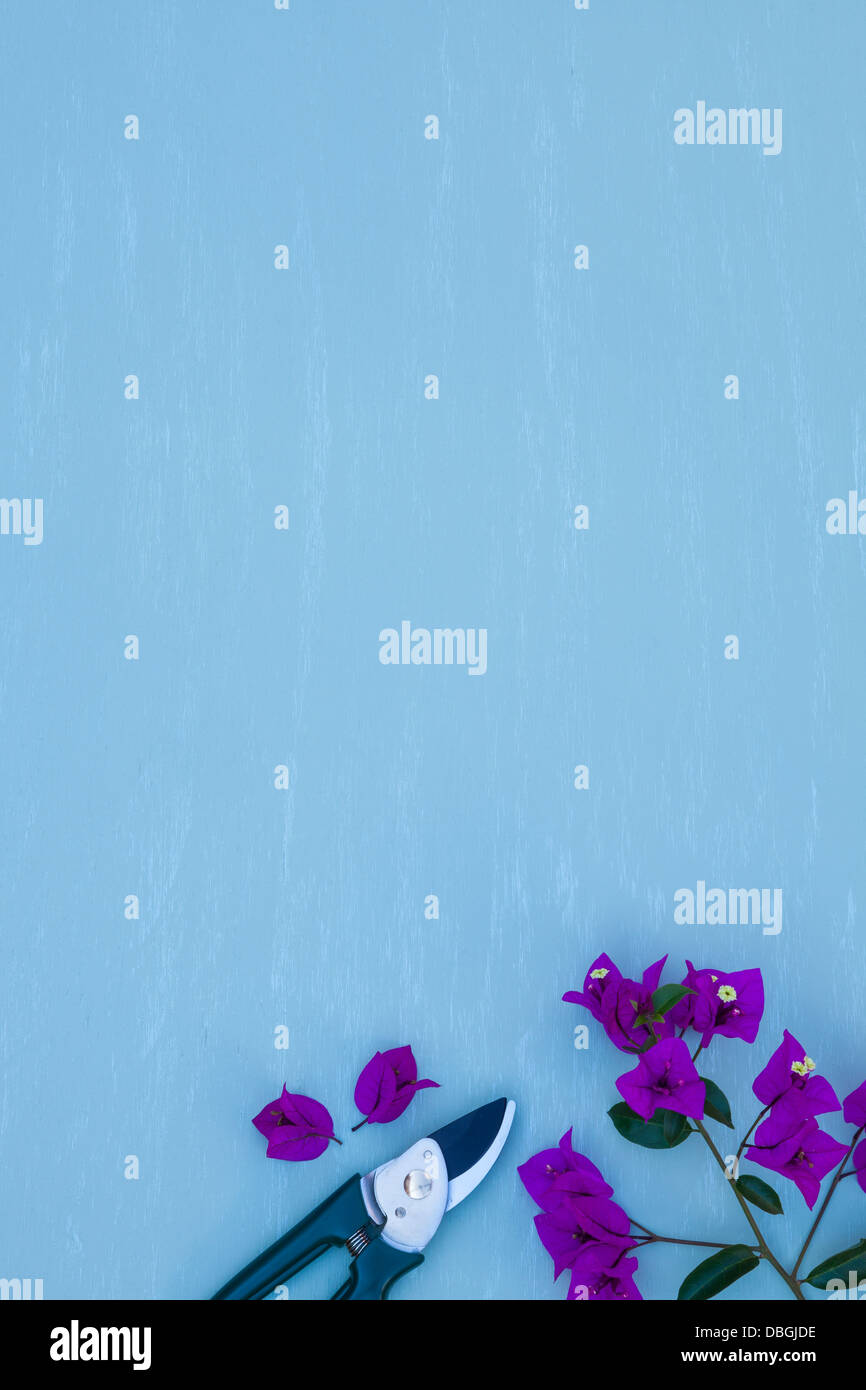 Les cisaillements de bougainvilliers en fleurs Banque D'Images