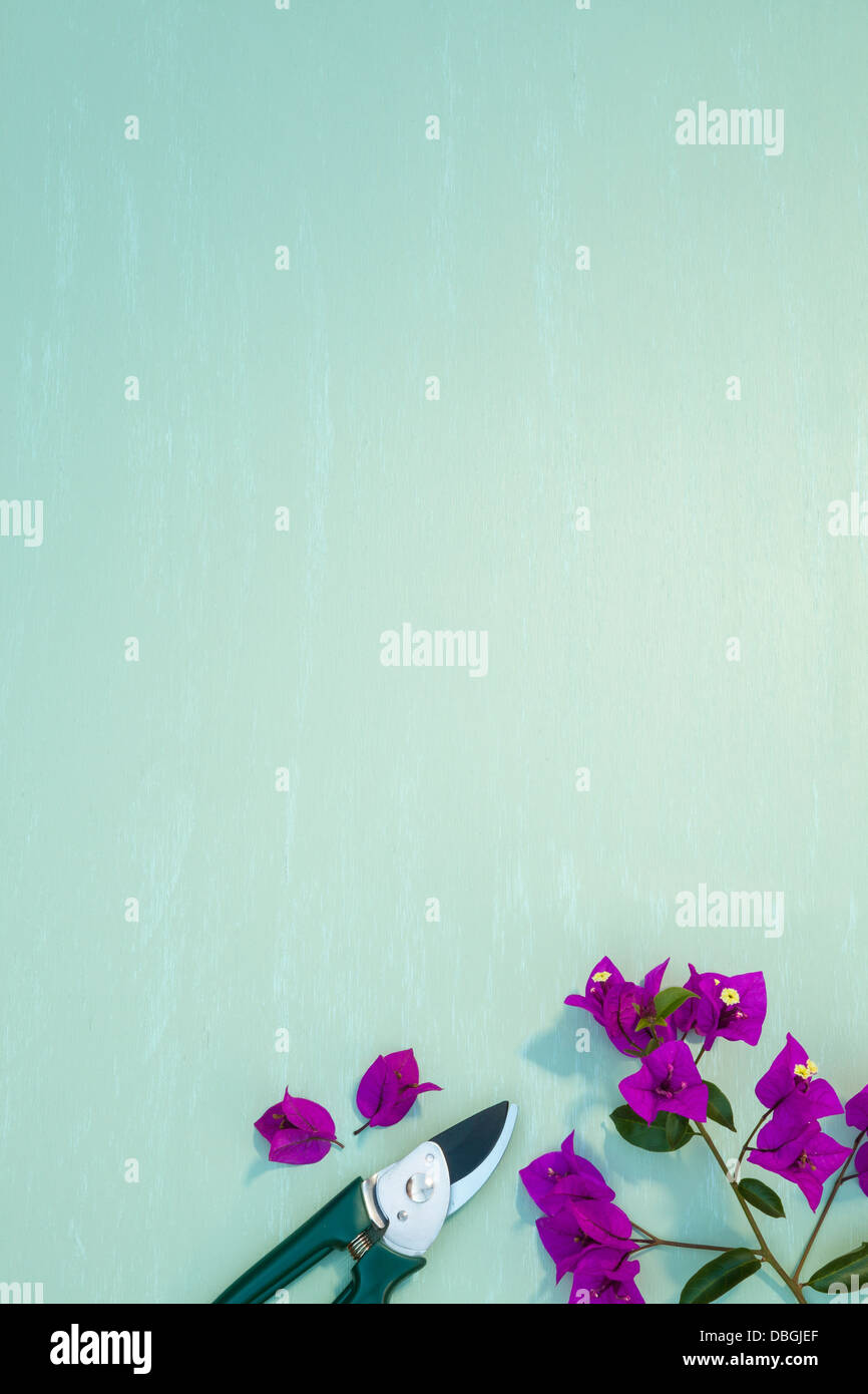 Les cisaillements de bougainvilliers en fleurs Banque D'Images