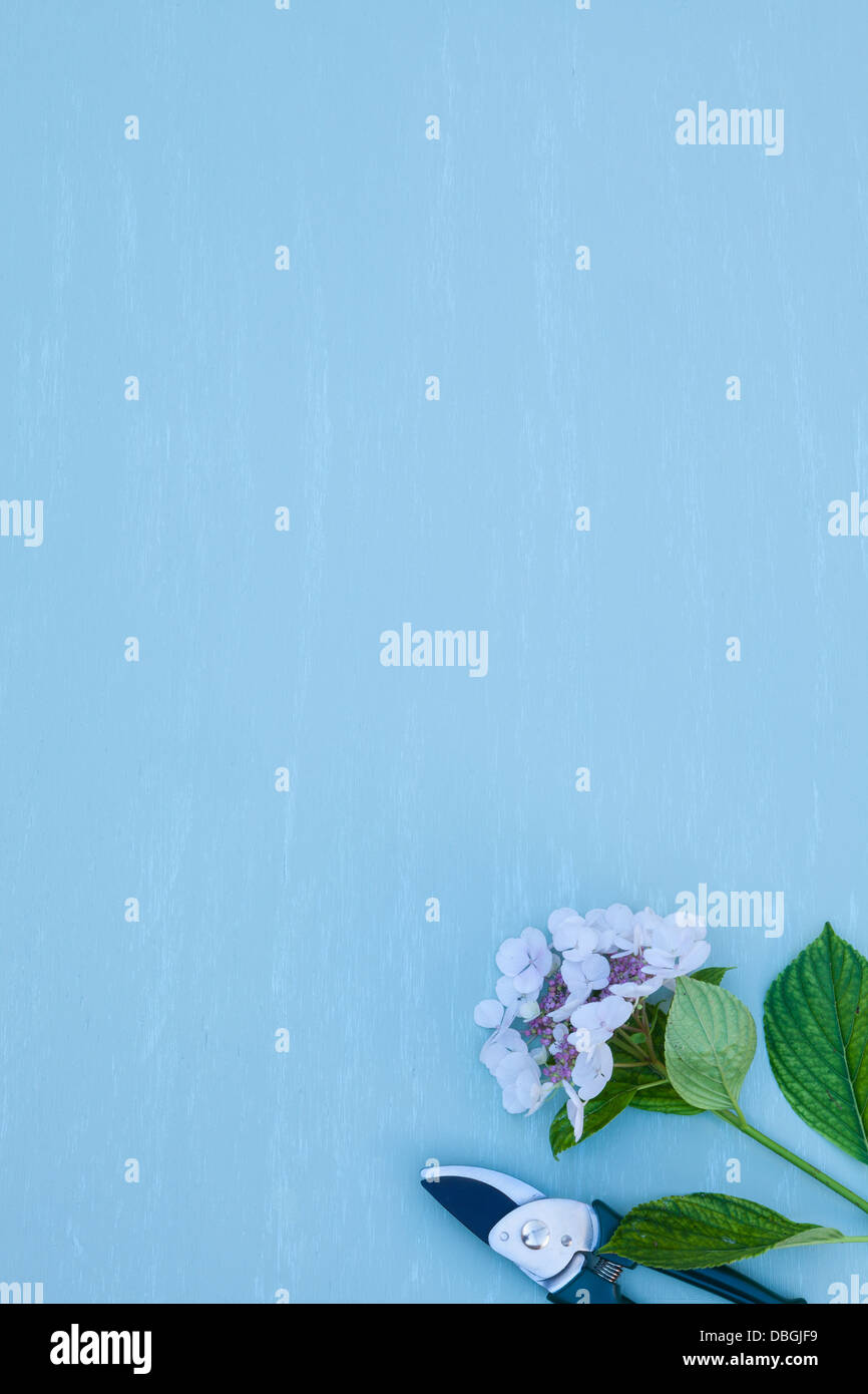 Sécateur avec hortensia lacecap Banque D'Images