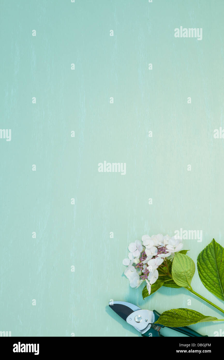 Sécateur avec hortensia lacecap Banque D'Images