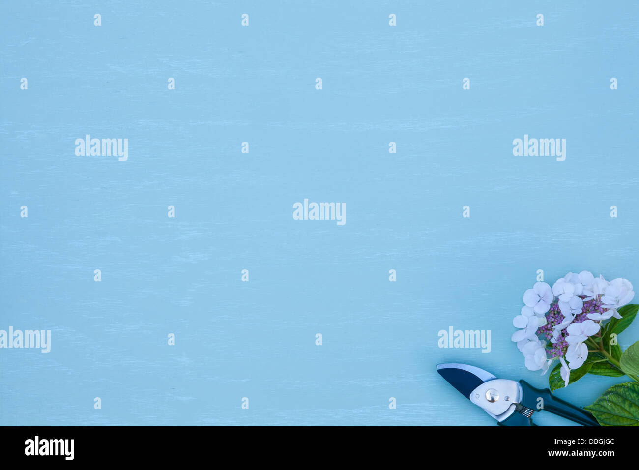 Sécateur avec hortensia lacecap Banque D'Images