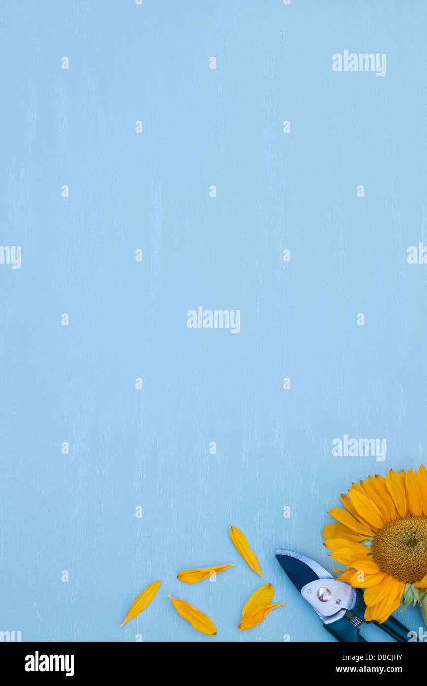 Sécateur avec le tournesol Banque D'Images