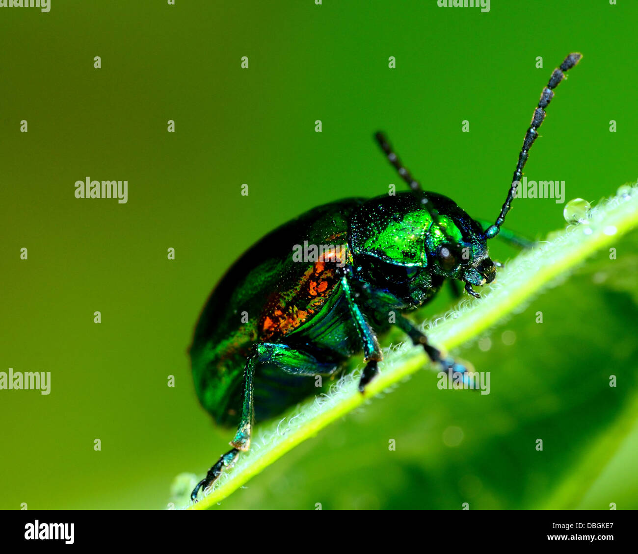L'apocyn Beetle perché sur une plante verte feuille. Banque D'Images