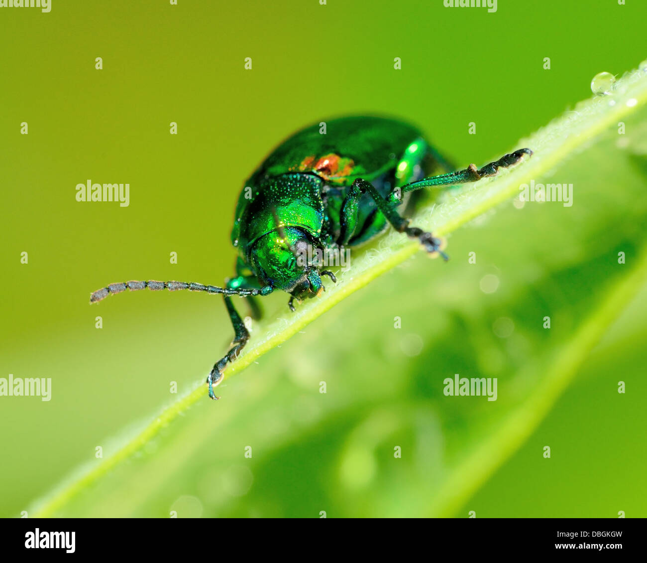 L'apocyn Beetle perché sur une plante verte feuille. Banque D'Images