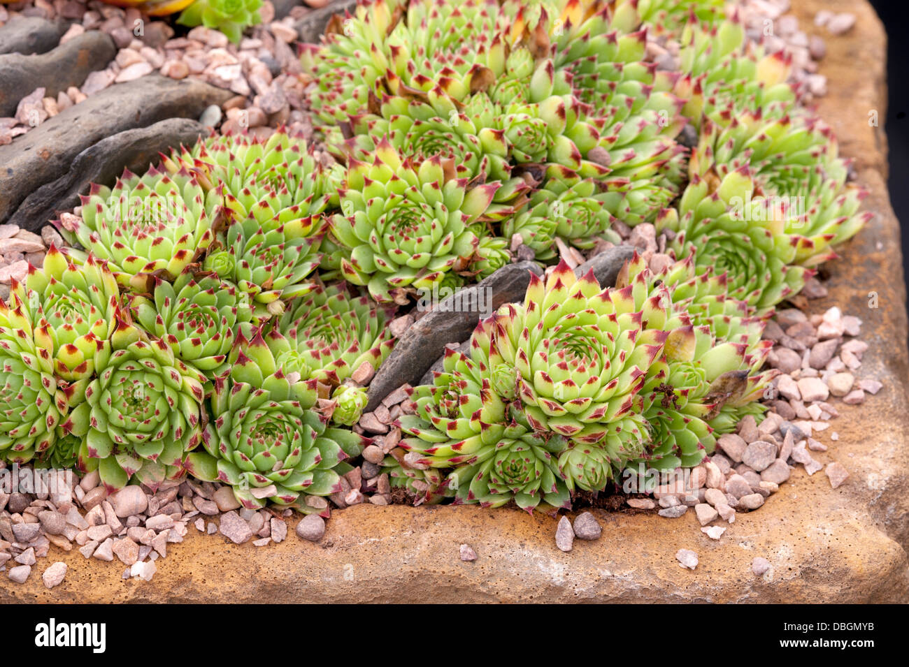 Sempervivum calcareum Banque D'Images