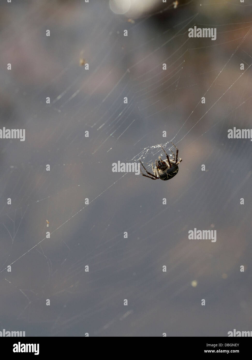 Noyer d'Orb Weaver Spider web réparation Banque D'Images