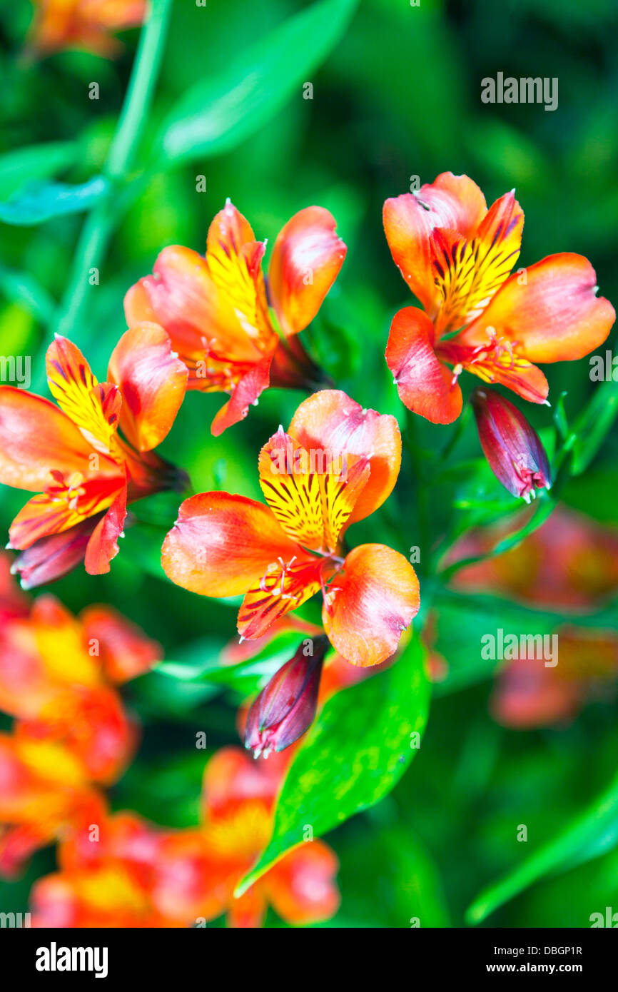 L'Alstroemeria jardin plantes fleurs lys péruviens ou lis des Incas, est une plante de la famille l'Alstroemeria Banque D'Images