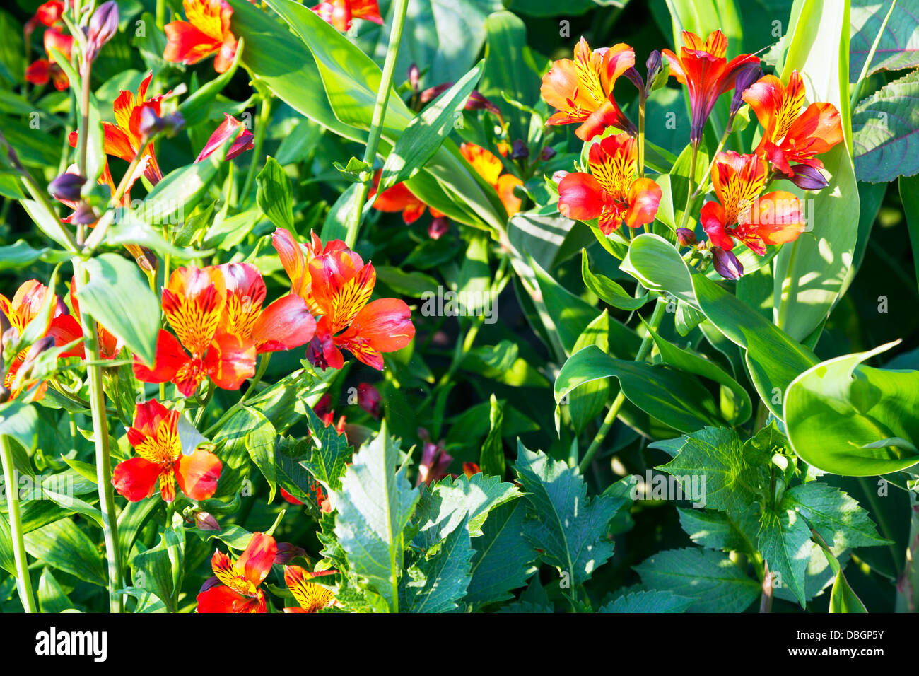L'Alstroemeria jardin plantes fleurs lys péruviens ou lis des Incas, est une plante de la famille l'Alstroemeria Banque D'Images