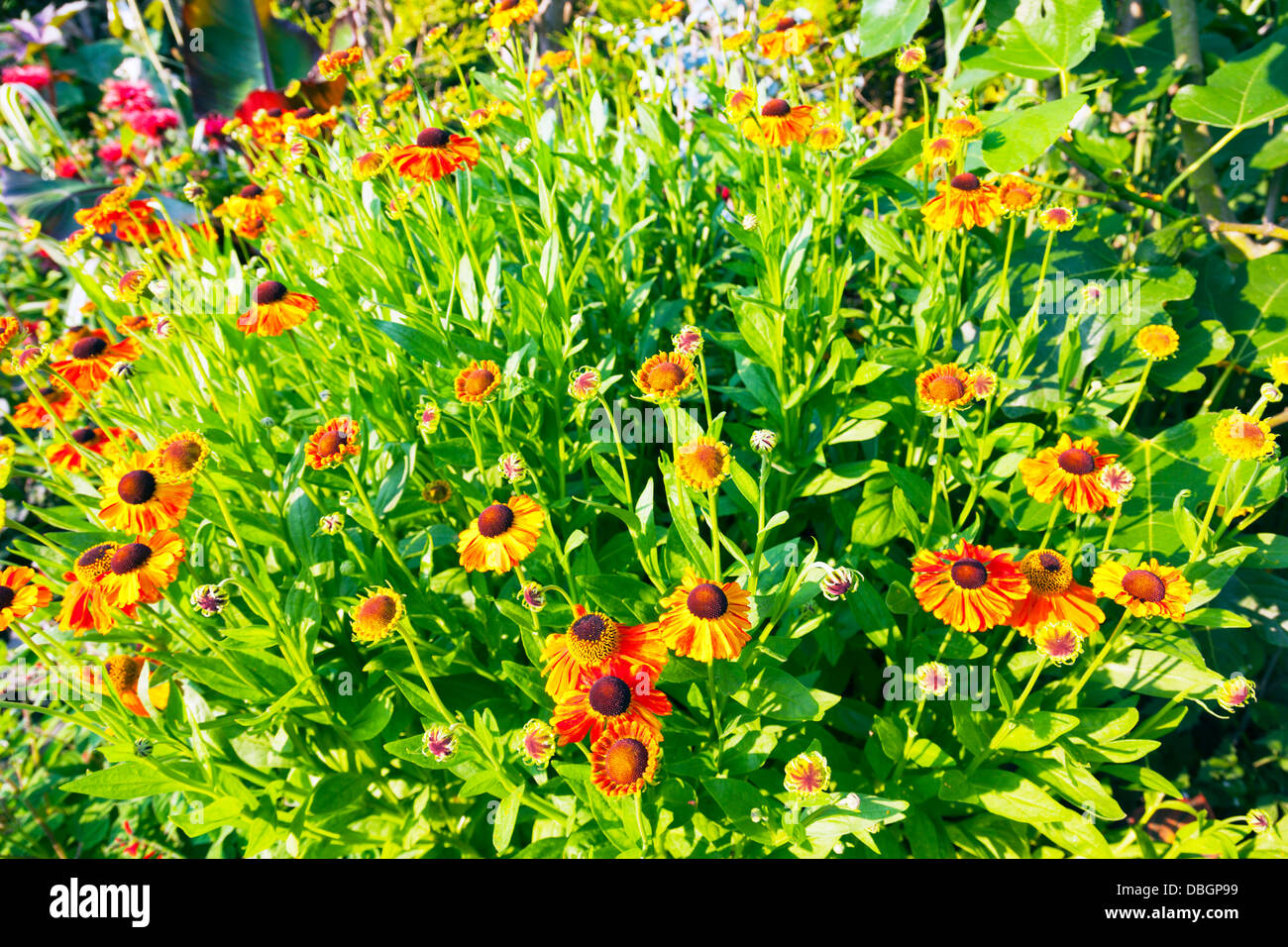 Plantes Fleurs jardin typiquement anglais du début Flowerer Helenium Sahin Sahin (Kees) Banque D'Images