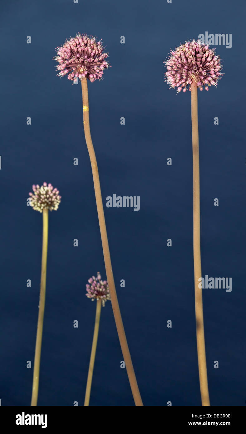 Résumé Contexte La nature verticale avec grands sauvages fleurs de montagne rouge au-dessus de l'eau de mer d'un bleu profond. Monténégro Banque D'Images