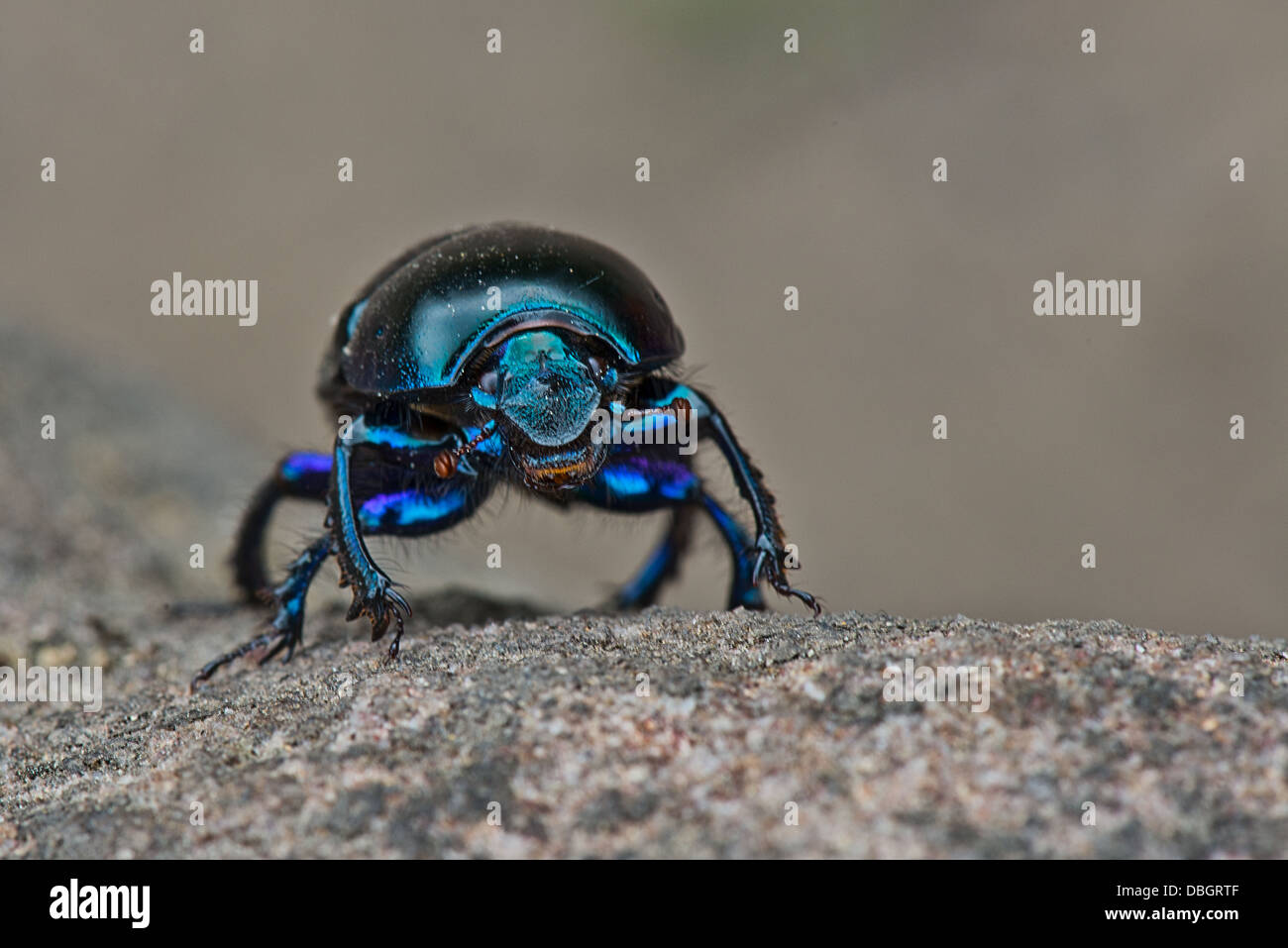 Coléoptère Geotrupes stercorarius Dor -. Image prise dans le parc national de Peak District, Derbyshire. Banque D'Images