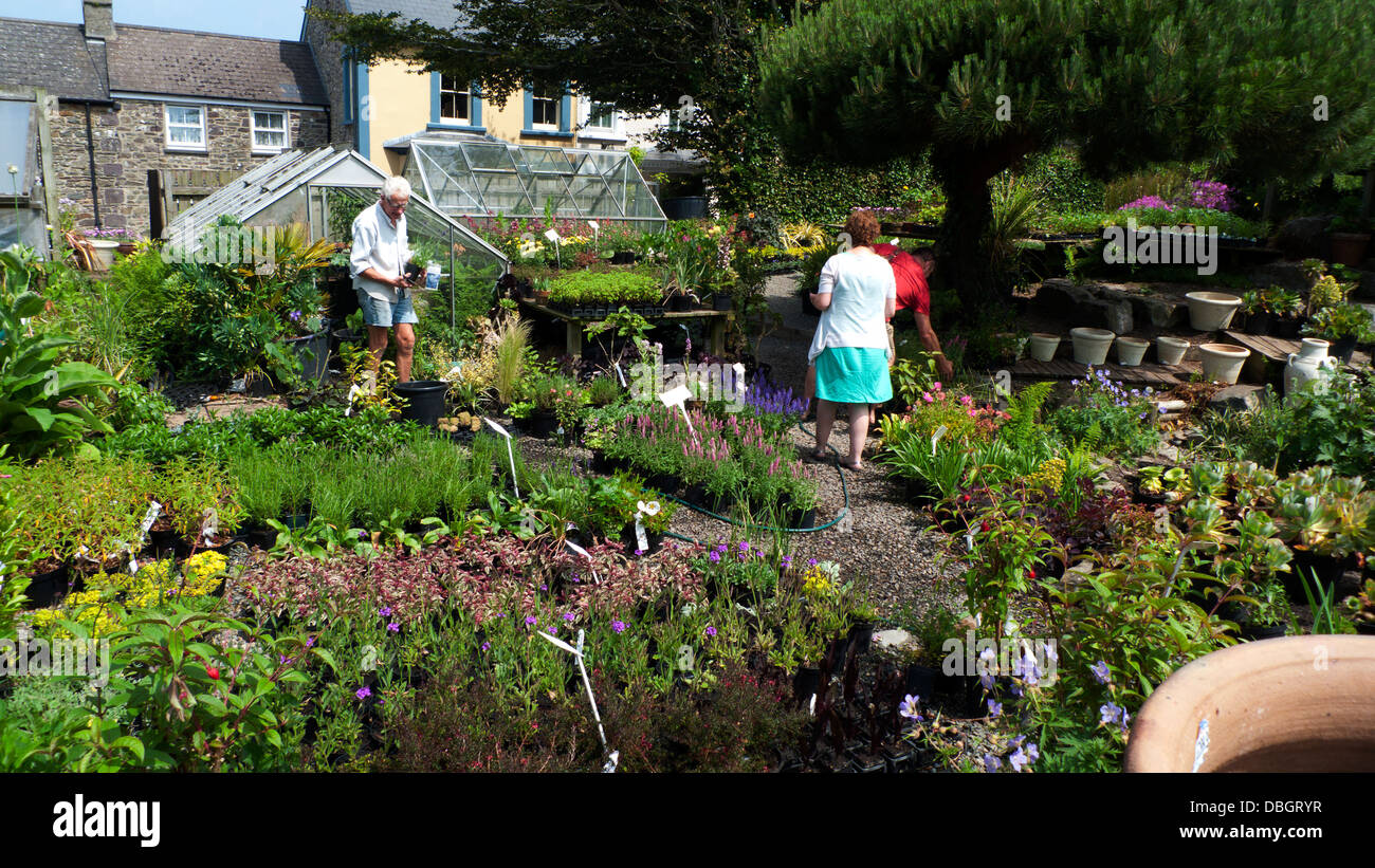 Dans son travail de jardinier les pépinières et serres et les personnes à la recherche de plantes à Pembrokeshire Wales UK St Davids Banque D'Images