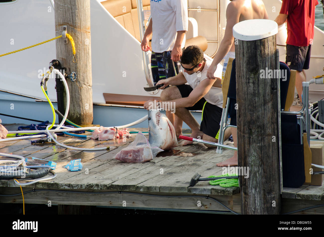Martha's Vineyard, Massachusetts. La pêche au requin, du requin-taupe bleu (Isurus oxyrinchus) Nettoyage de la culasse sur le dock. Banque D'Images