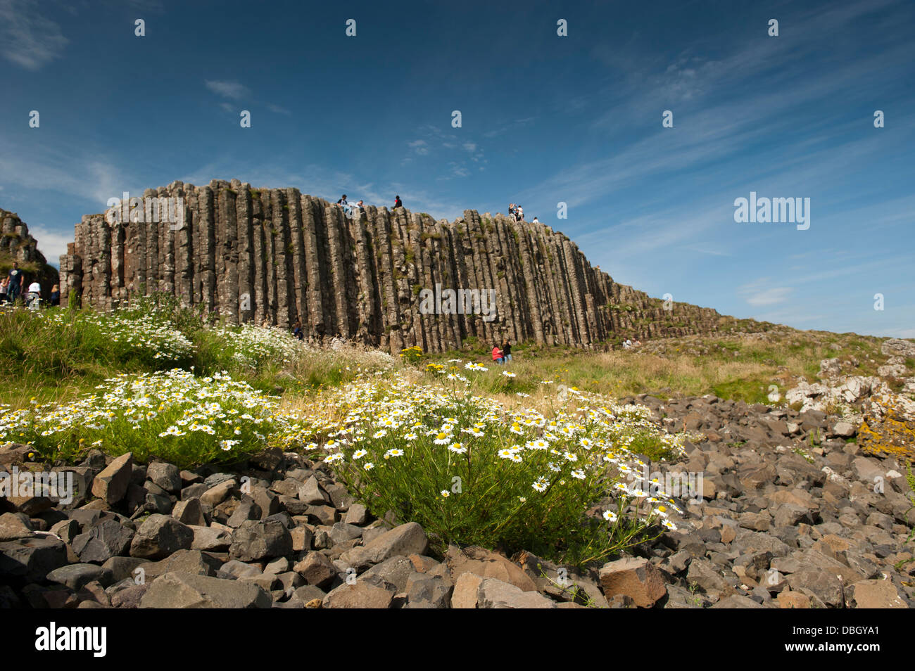 Les visiteurs entre les pierres et les fleurs sauvages à la Chaussée des Géants, en Irlande du Nord. Banque D'Images