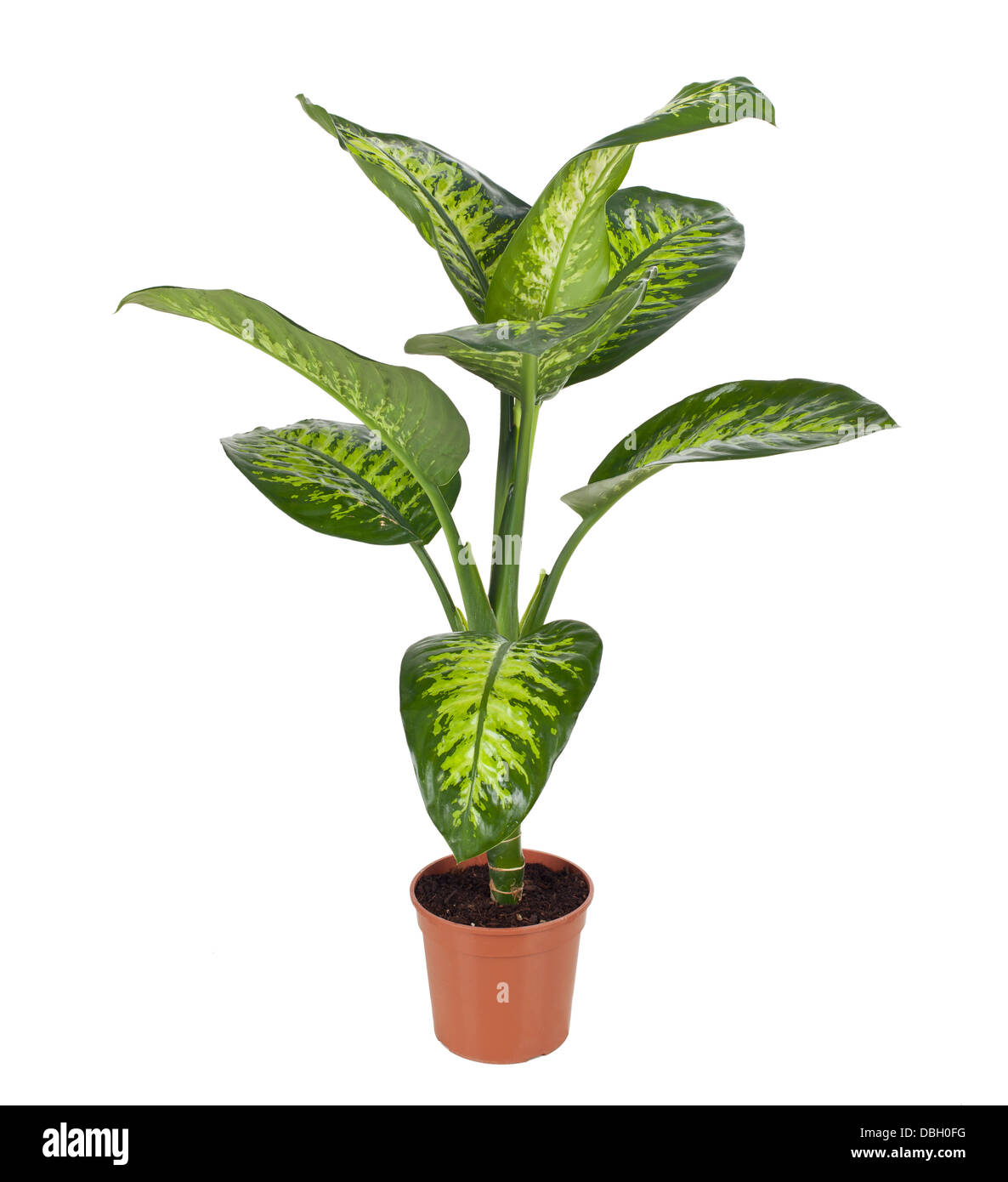 Belle Dieffenbachia à cache-pot isolated on white Banque D'Images