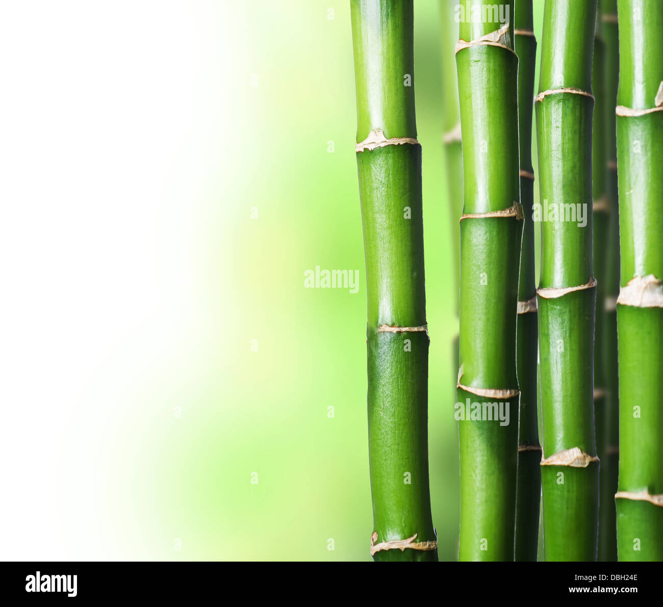 Bamboo Banque D'Images