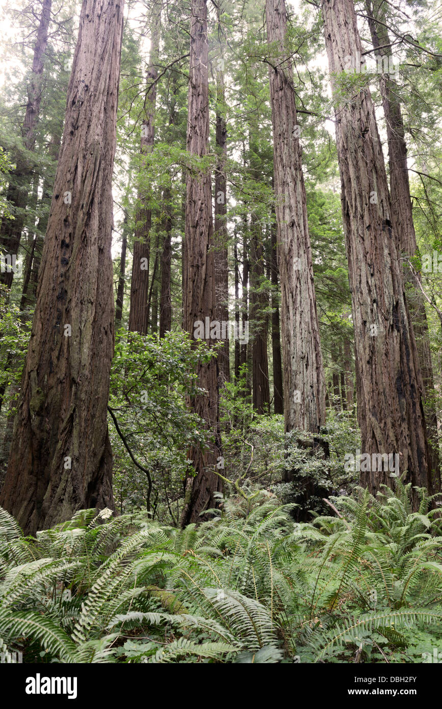 Coast Redwoods, Sequoia sempervirens, Muir Woods, dans le nord de la CA Banque D'Images