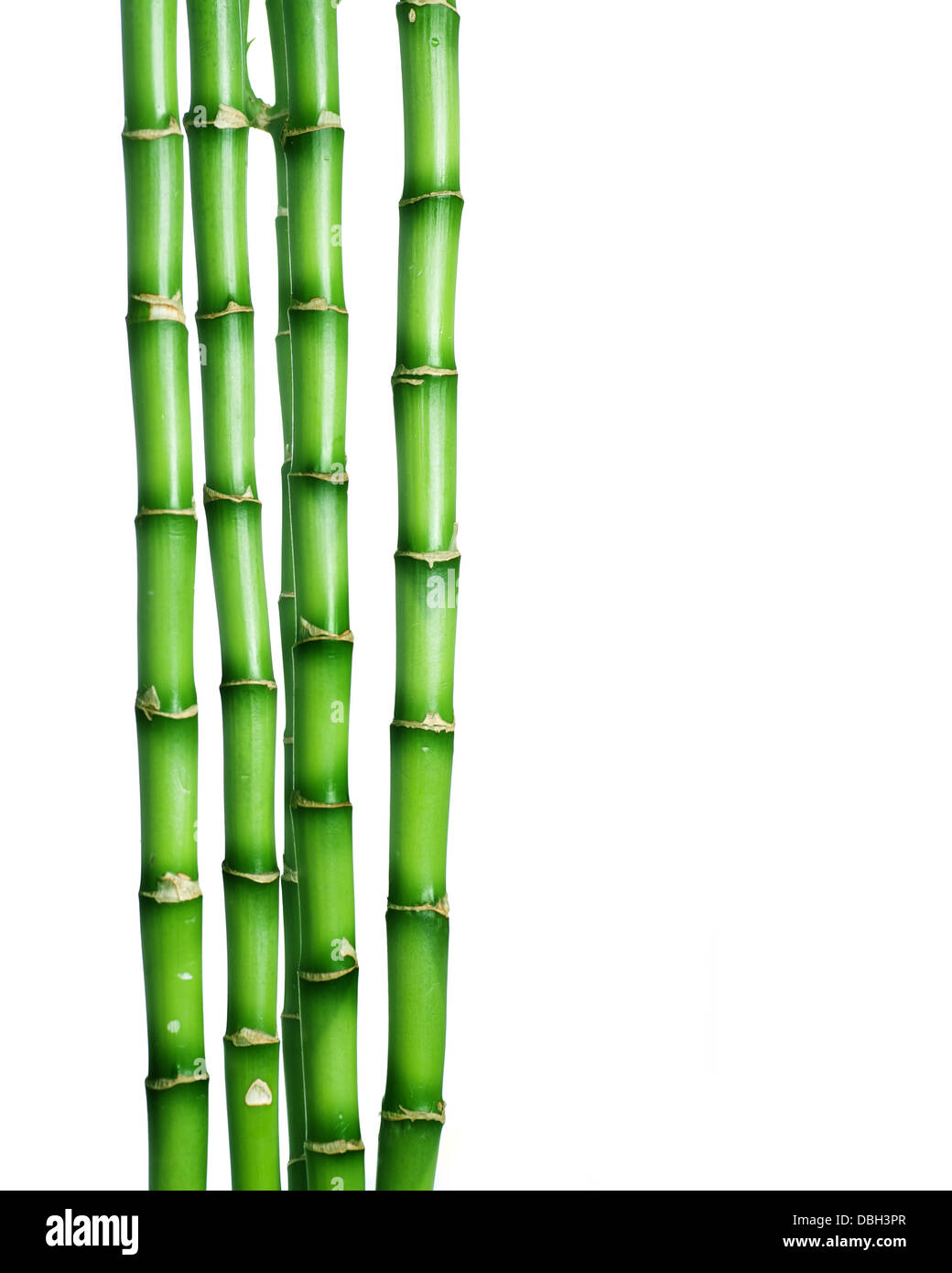 Le bambou sur fond blanc Banque D'Images