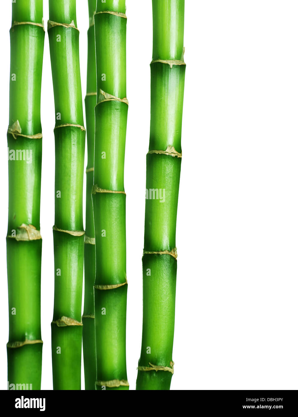 Bordure en bambou Banque D'Images