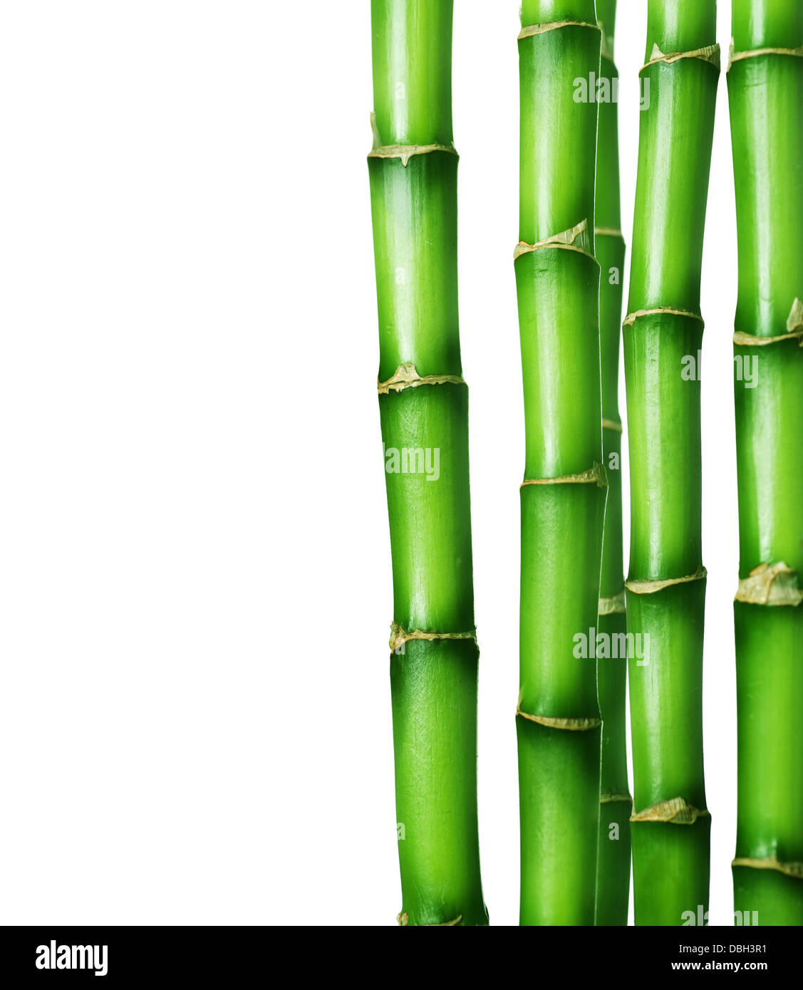 Bordure en bambou Banque D'Images