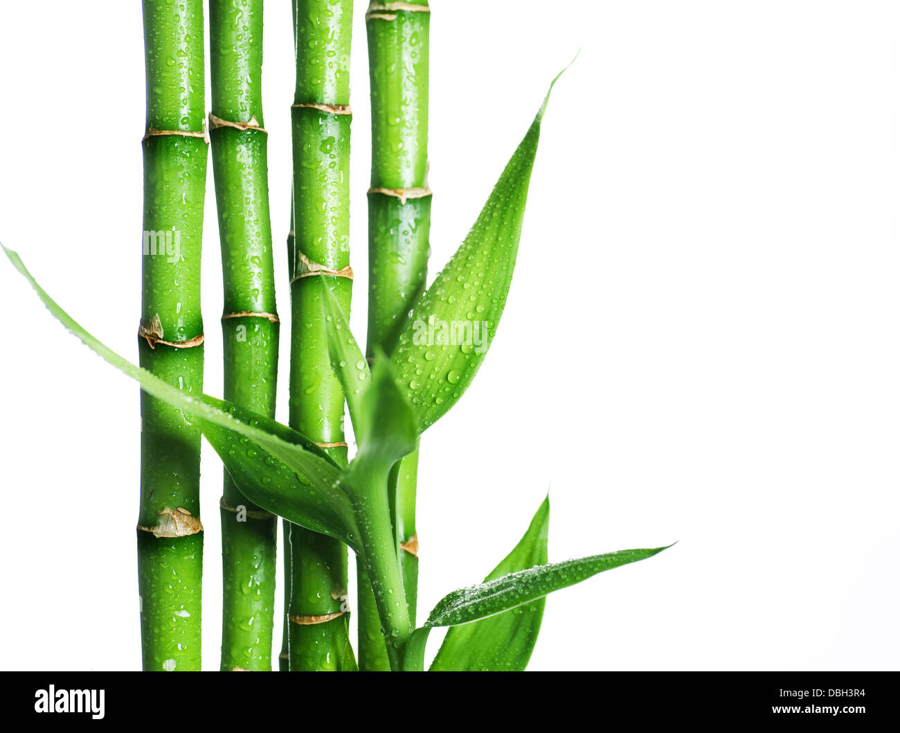 Bamboo isolated on white Banque D'Images