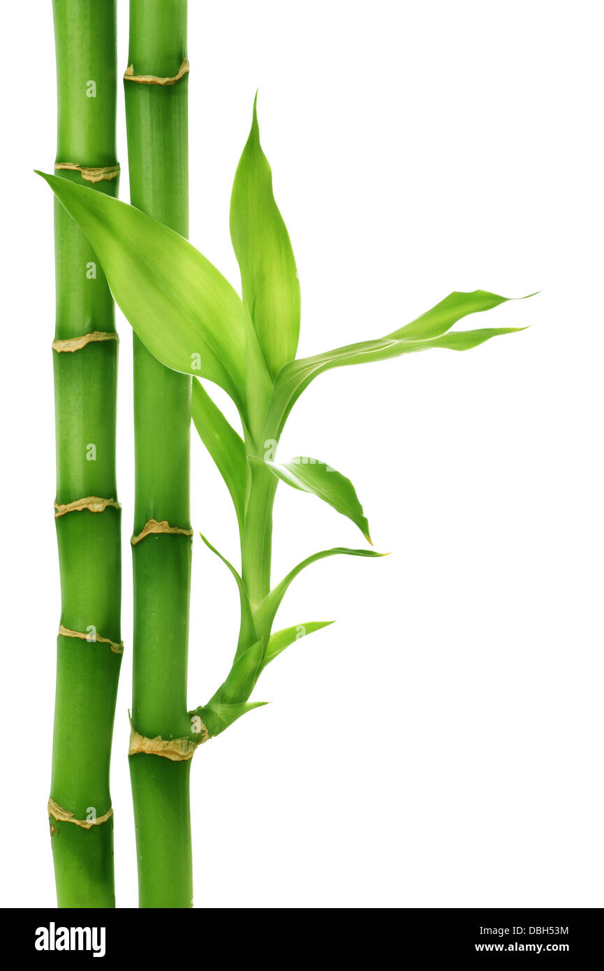 Bamboo Isolated On White Banque D'Images