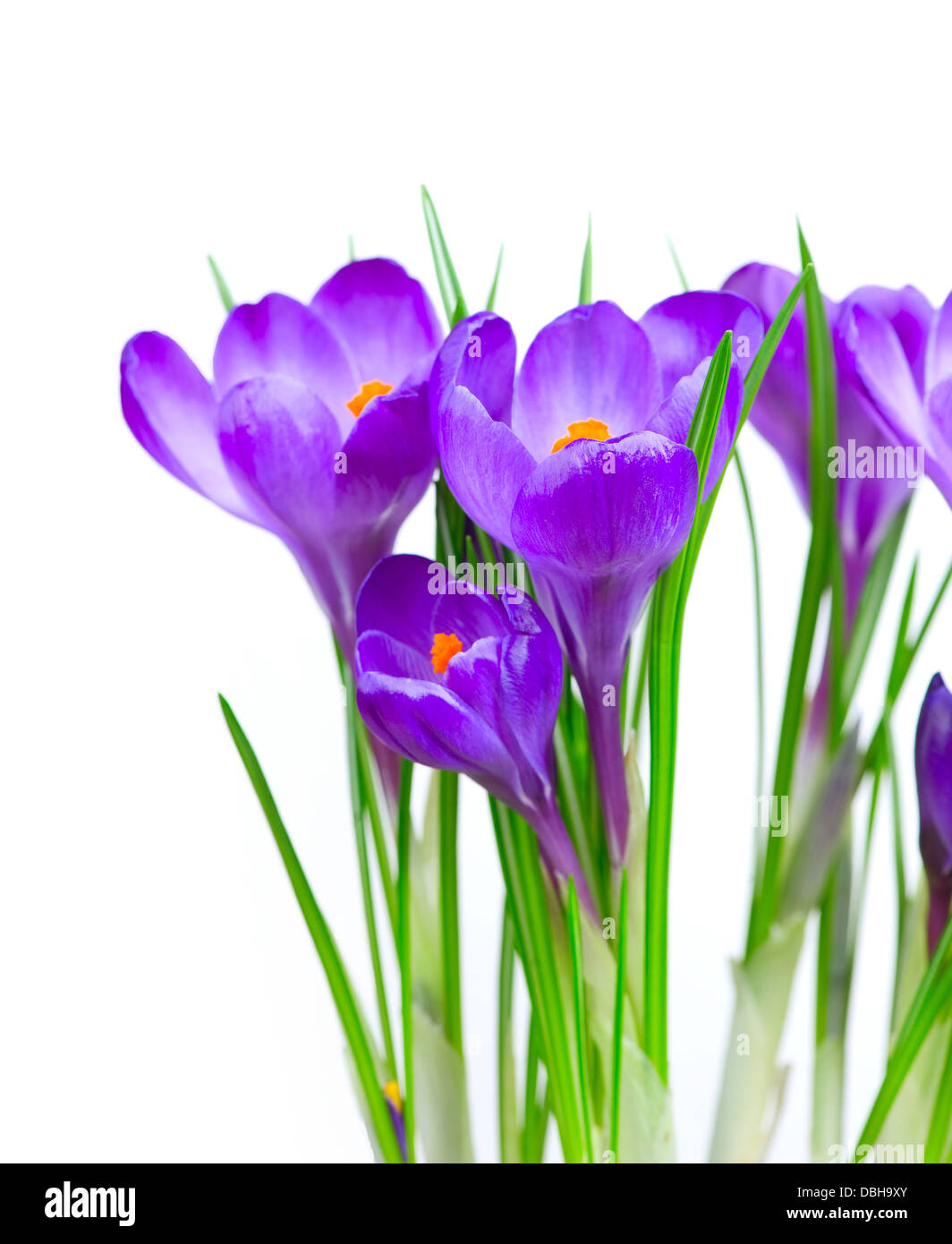 Fleurs de Printemps Crocus isolated on white Banque D'Images