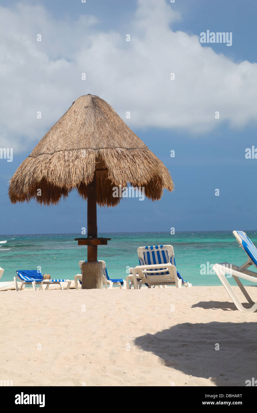 La feuille de palmier parasol sur le fond de ciel bleu Photo Stock - Alamy