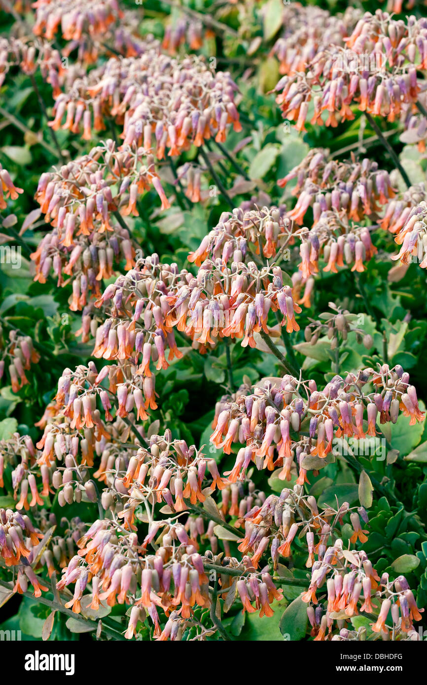 Violet et orange, fleurs en forme de cloche sur une plante succulente. Banque D'Images