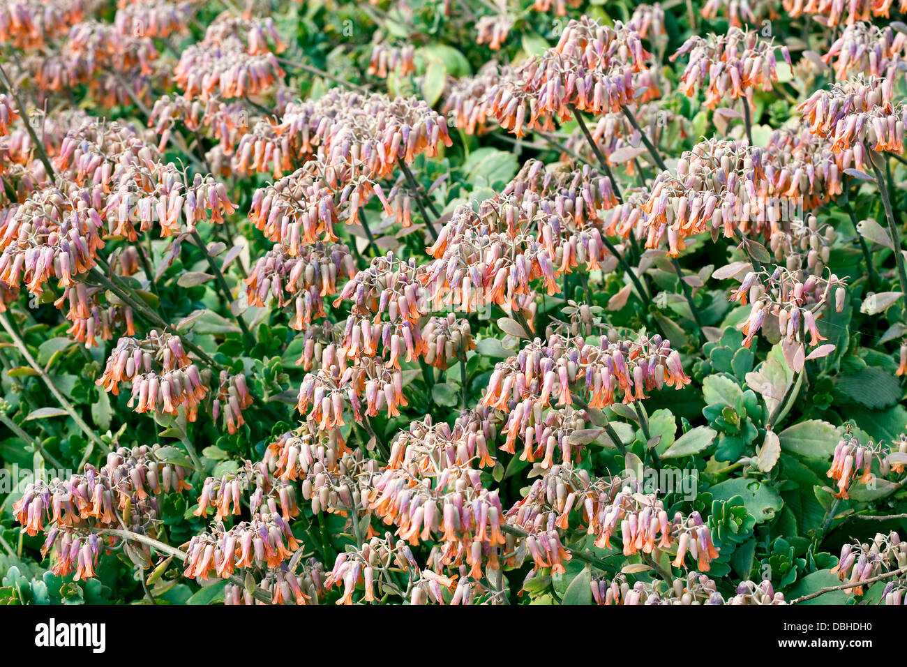 Violet et orange, fleurs en forme de cloche sur une plante succulente. Banque D'Images