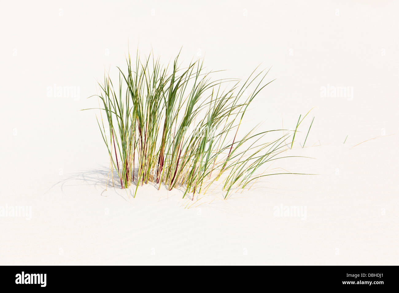 Quelques brins d'herbe poussant sur une dune de sable à la mer du Nord en Norderney, Allemagne. Banque D'Images