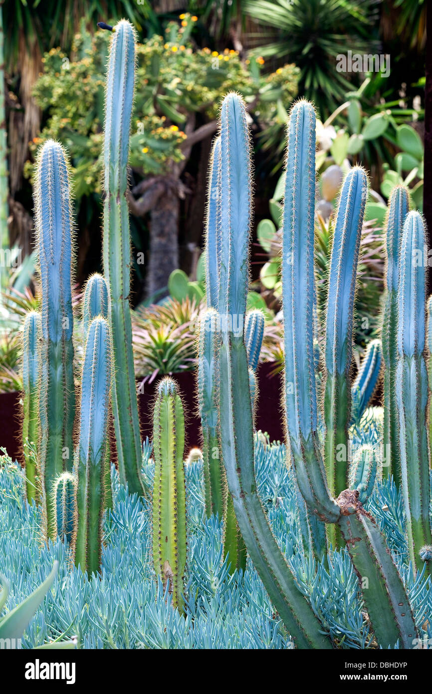 Un groupe de bleu-gris des cactus du désert dans un jardin de plantes  succulentes Photo Stock - Alamy