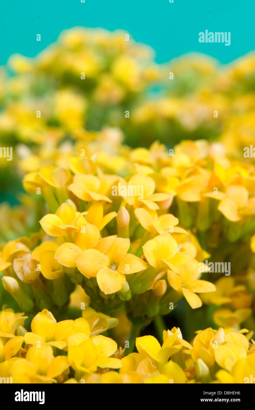 Fleurs succulentes kalanchoe jaune vif sur un fond bleu. Banque D'Images