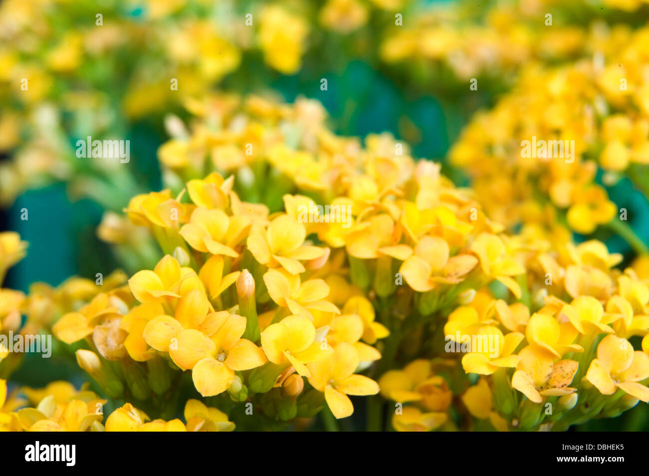 Fleurs succulentes kalanchoe jaune vif sur un fond bleu. Banque D'Images