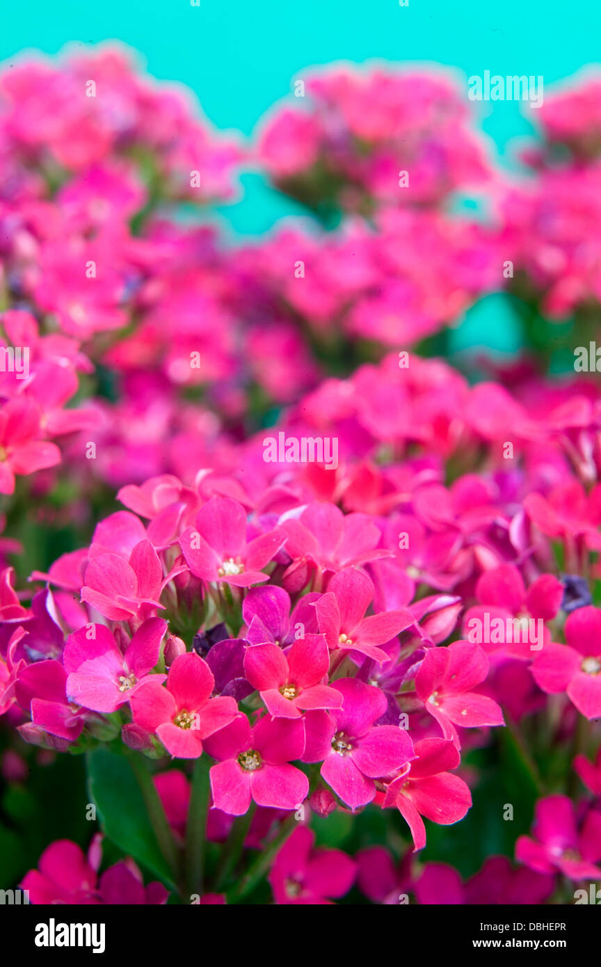 Fleurs succulentes kalanchoe rose sur un fond bleu. Banque D'Images