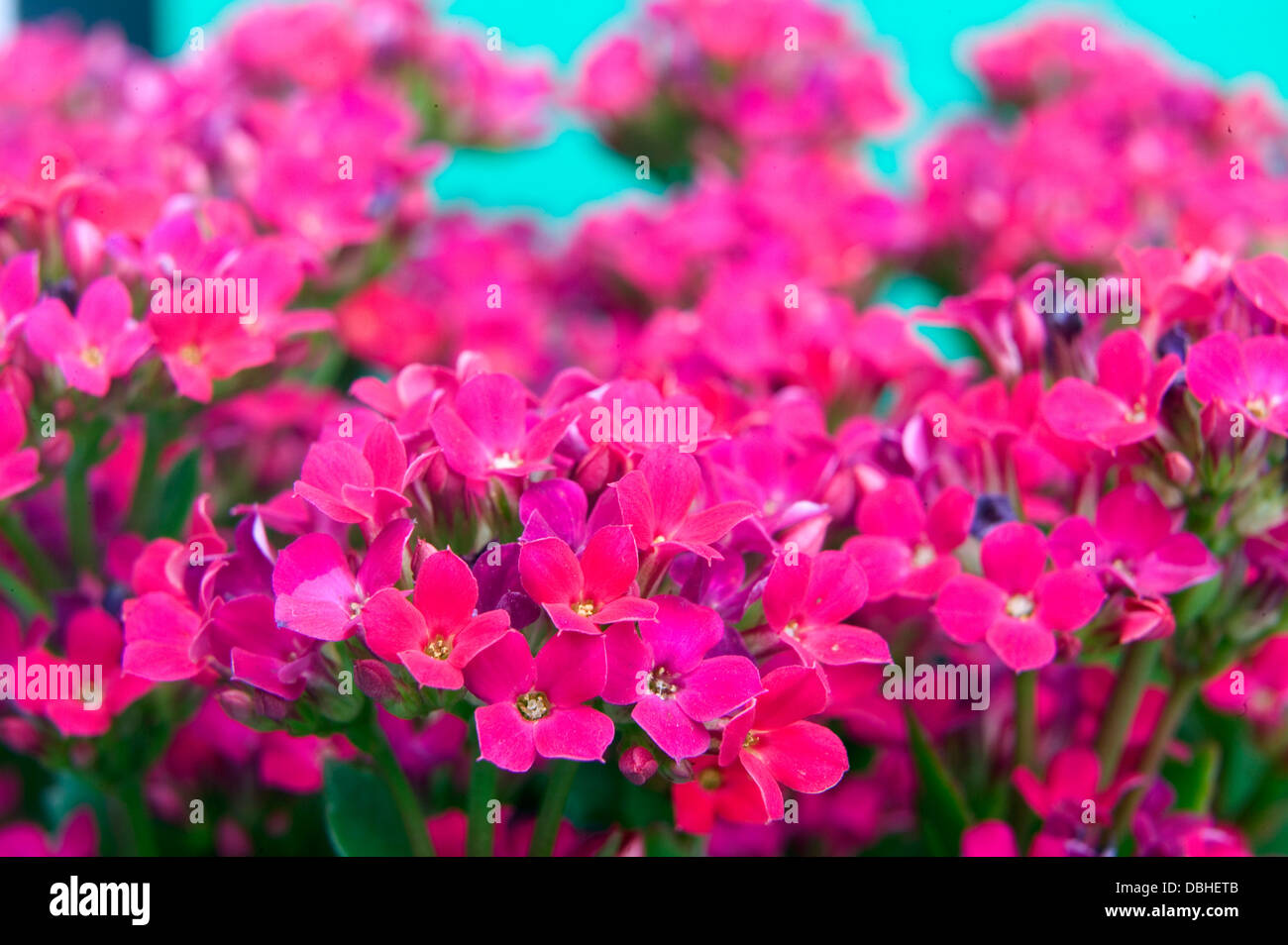 Fleurs succulentes kalanchoe rose sur un fond bleu. Banque D'Images