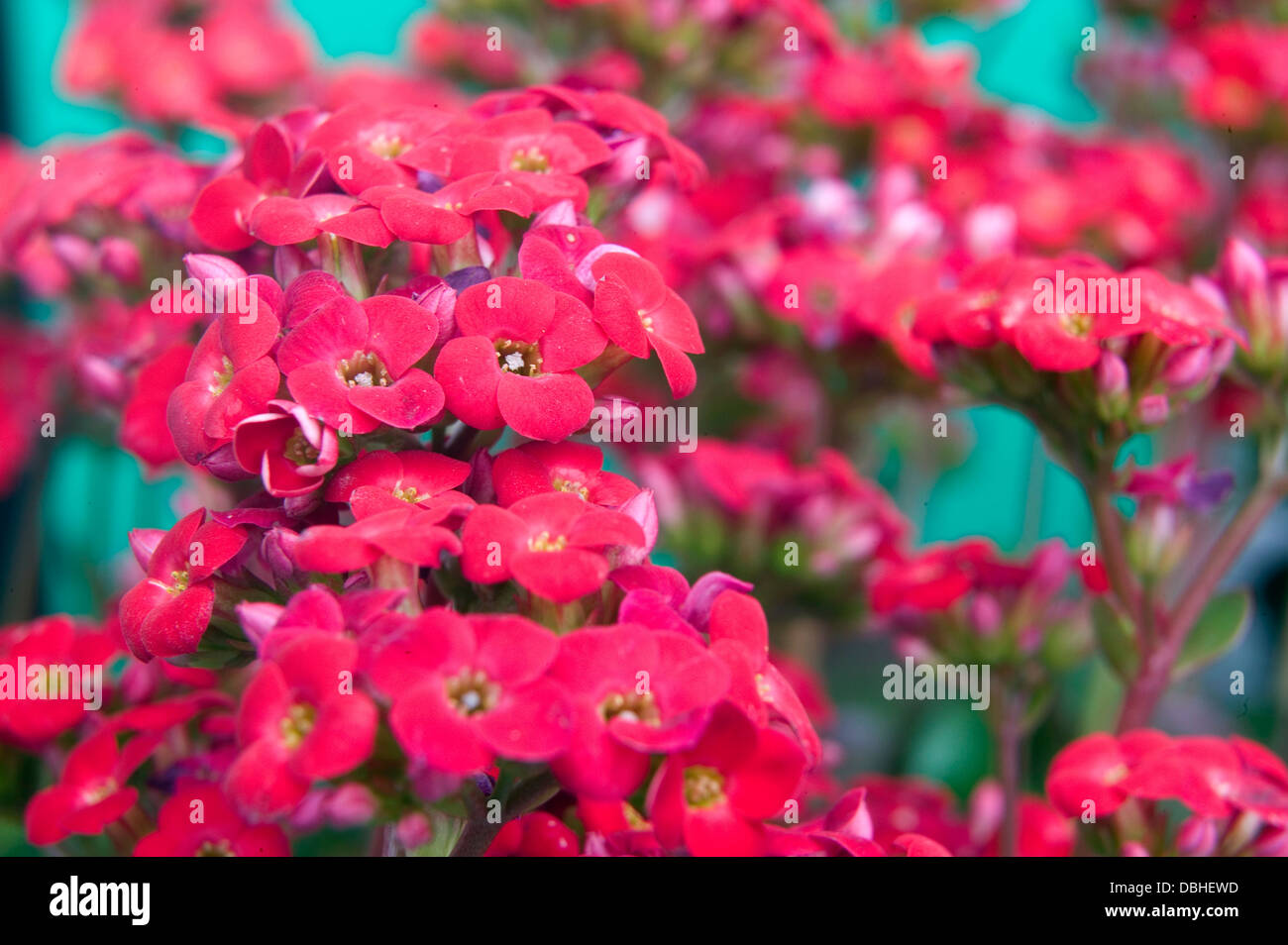 Fleurs succulentes kalanchoe rouge sur un fond bleu. Banque D'Images