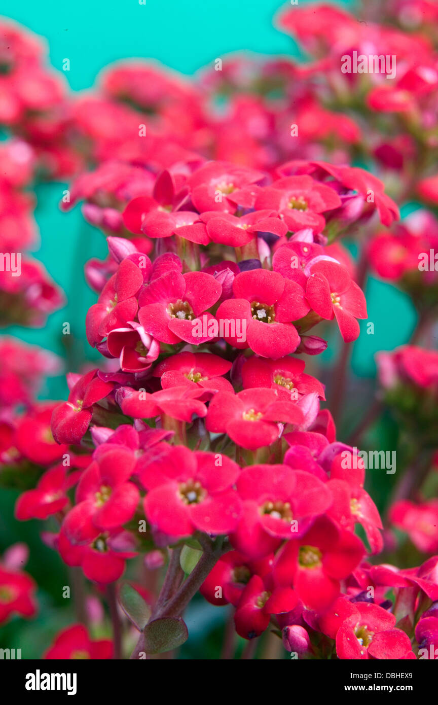 Fleurs succulentes kalanchoe rouge sur un fond bleu. Banque D'Images