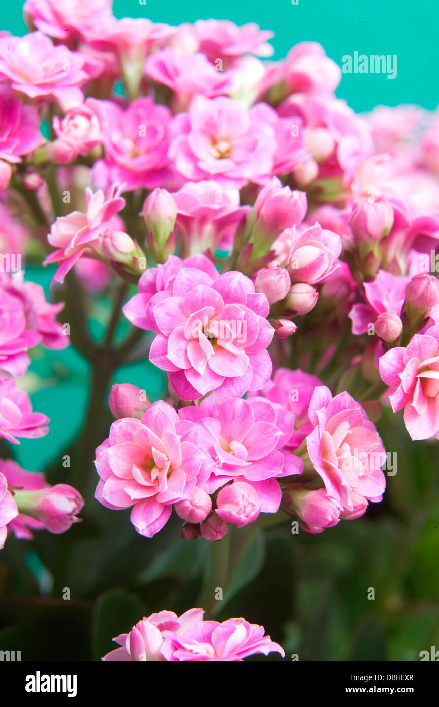 Fleurs succulentes kalanchoe rose vif sur un fond bleu. Banque D'Images