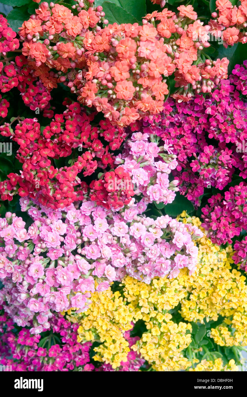 Différents bouquets de fleurs succulentes kalanchoe en rouge, rose, violet, jaune et pêche couleurs. Banque D'Images